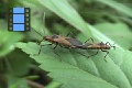 Scene 17_Bugs Mating on a Leaf